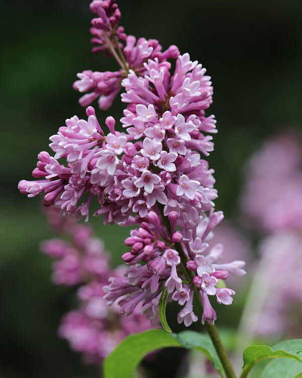 Shrub Poster featuring the photograph Lilac by Tammy Pool