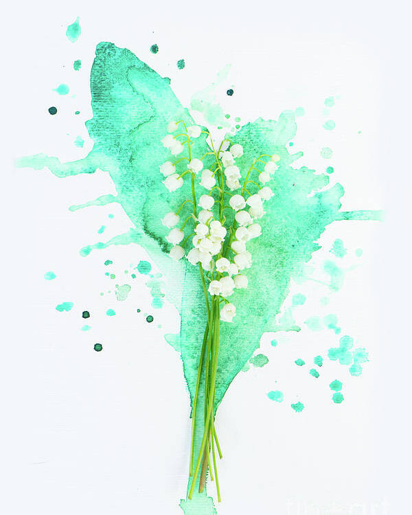 Lilly Of The Valley Poster featuring the photograph Lilly of the valley on watercolor by Anastasy Yarmolovich