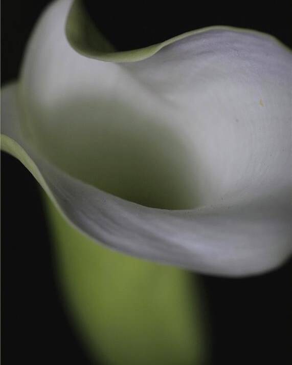 Botanical Poster featuring the photograph Lily Green Grey by Julie Powell