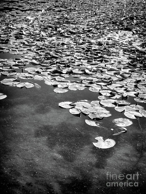 Ann Arbor Poster featuring the photograph Lily Pads by Phil Perkins