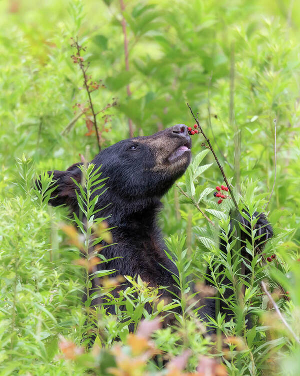 Black Bear Poster featuring the photograph Little Berry Eater - Black Bear Yearling by Susan Rissi Tregoning