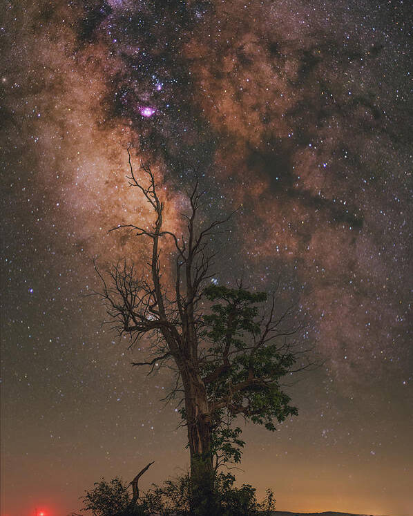 Nightscape Poster featuring the photograph Lone Tree by Grant Twiss
