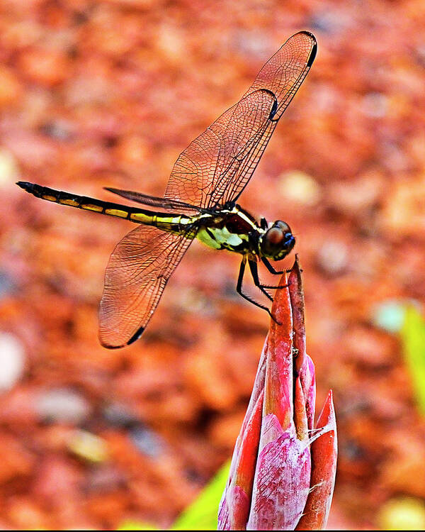 Dragonfly Poster featuring the photograph Lovely Dragonfly by Bill Barber