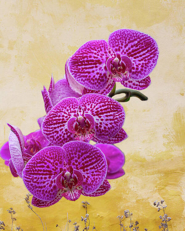 Magenta Poster featuring the photograph Magenta Moth Orchids by Cate Franklyn