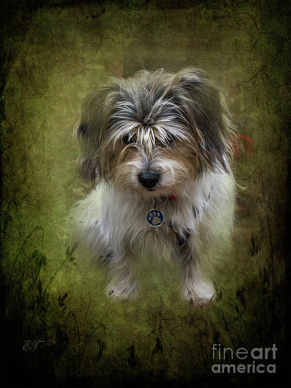 Westie Poster featuring the photograph Megan by Elaine Teague