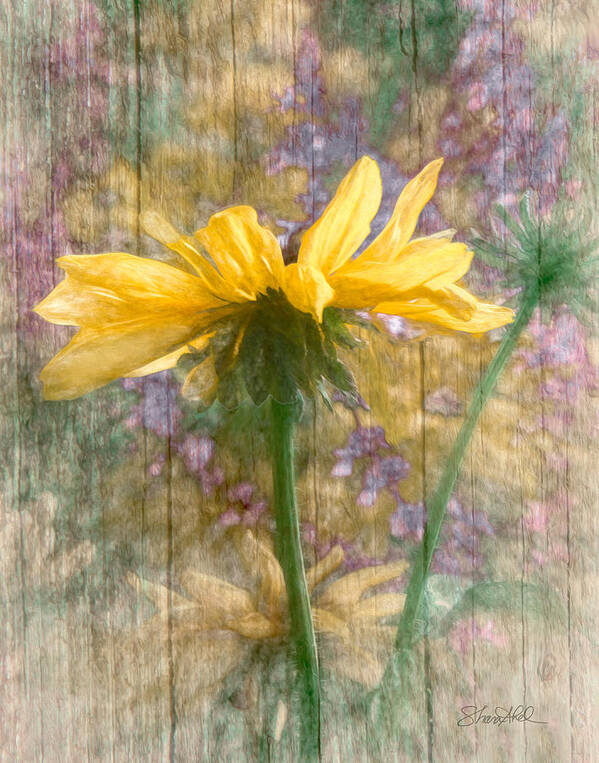  Poster featuring the photograph Mellow Yellow Dream by Shara Abel