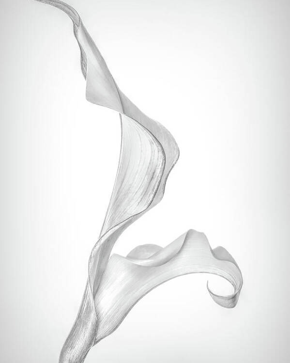 Calla Lily Poster featuring the photograph Monochromatic Calla Lily by Elvira Peretsman