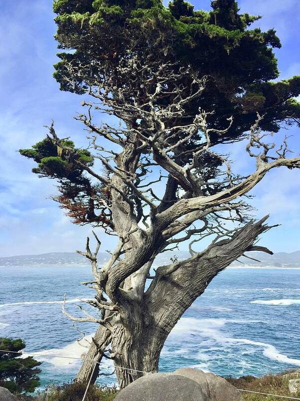 Carmel By The Sea Poster featuring the photograph Monterey Peninsula Point Lobos by Luisa Millicent