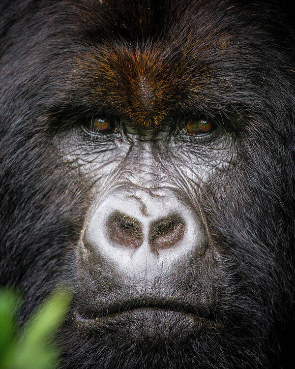 Mountain Gorilla Poster featuring the photograph Mountain Gorilla Portrait by Kate Malone