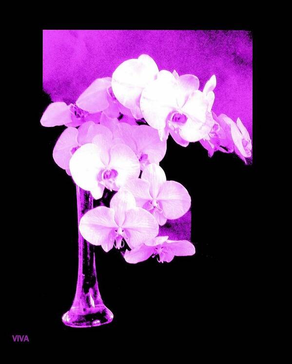 Orchids Poster featuring the photograph Orchid Orchids by VIVA by VIVA Anderson