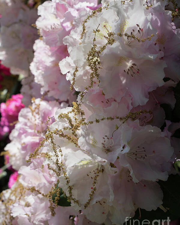Rhododendron Poster featuring the photograph Pale pink rhododendron flowers 1 by Adriana Mueller