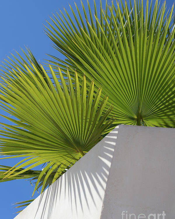 Palm Leaf Poster featuring the photograph Green palm leaves, blue sky and white wall of a modern finca 1 by Adriana Mueller