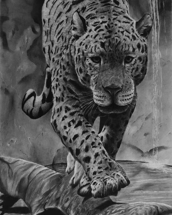 Jaguar Drawing Poster featuring the drawing Panthera by Greg Fox