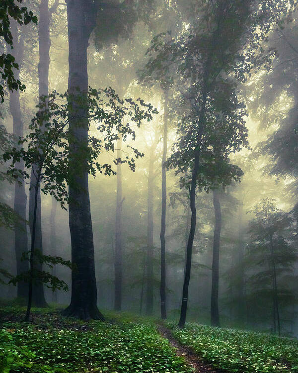 Balkan Mountains Poster featuring the photograph Path In the Mist by Evgeni Dinev