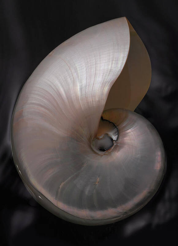 Seashell Poster featuring the photograph PearlNautilus by John Manno