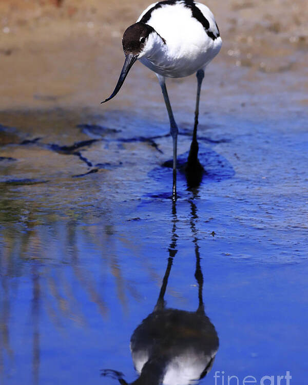 Avocet Poster featuring the photograph Pied avocet, Recurvirostra avosetta by Frederic Bourrigaud