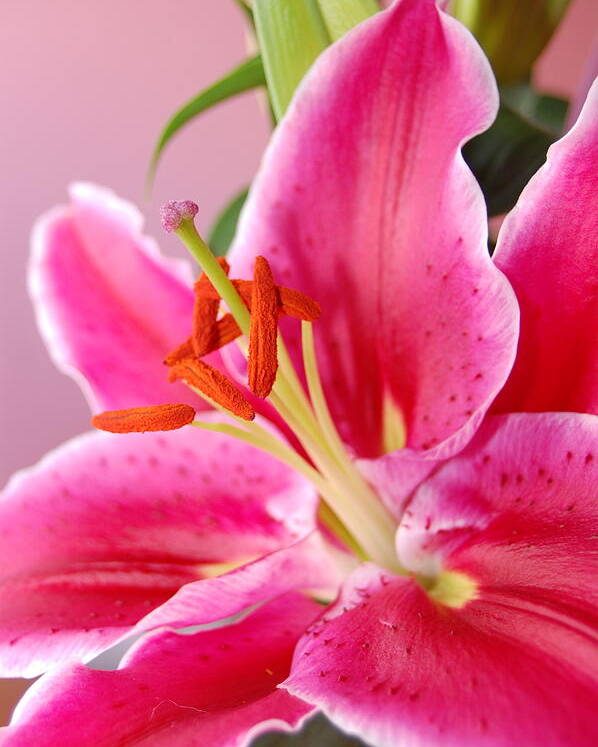 Lily Poster featuring the photograph Pink Lily 7 by Amy Fose