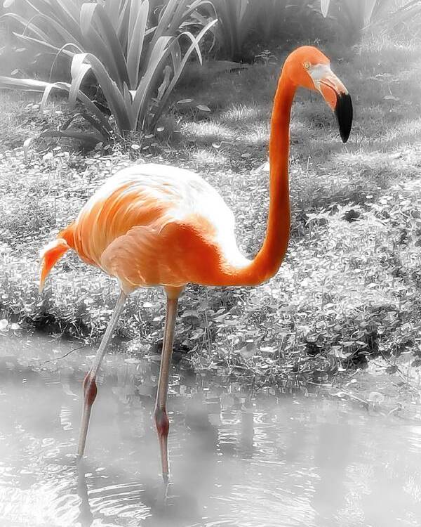 Bird Poster featuring the photograph Pink Orange Flamingo Photo 210 by Lucie Dumas