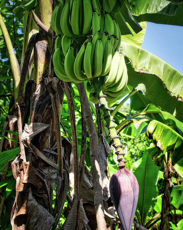 Plantain Poster featuring the photograph Plantains by Portia Olaughlin