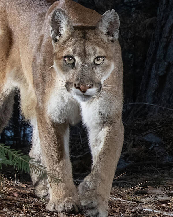 Puma Poster featuring the photograph Puma Concolor by Randy Robbins