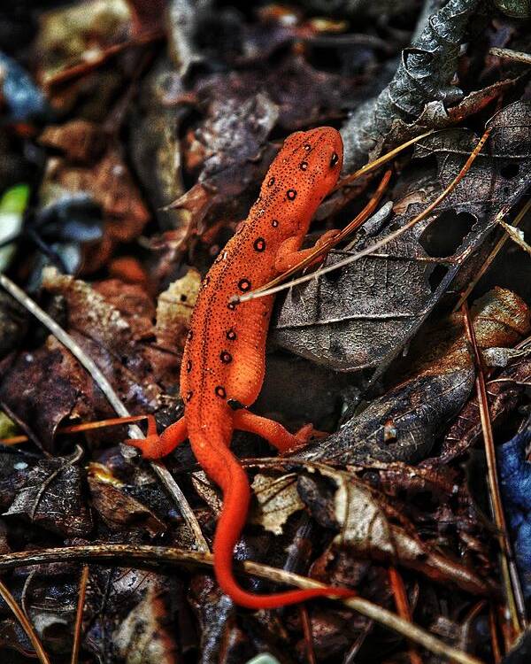Photo Poster featuring the photograph Red Spotted Newt by Evan Foster
