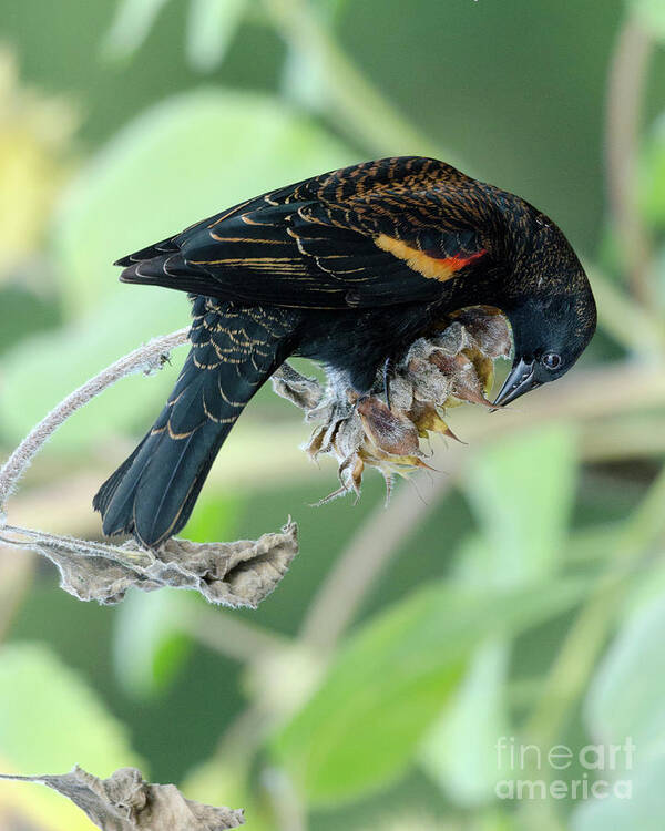 Red-winged Blackbird Poster featuring the photograph Red-Winged Blackbird by Kristine Anderson