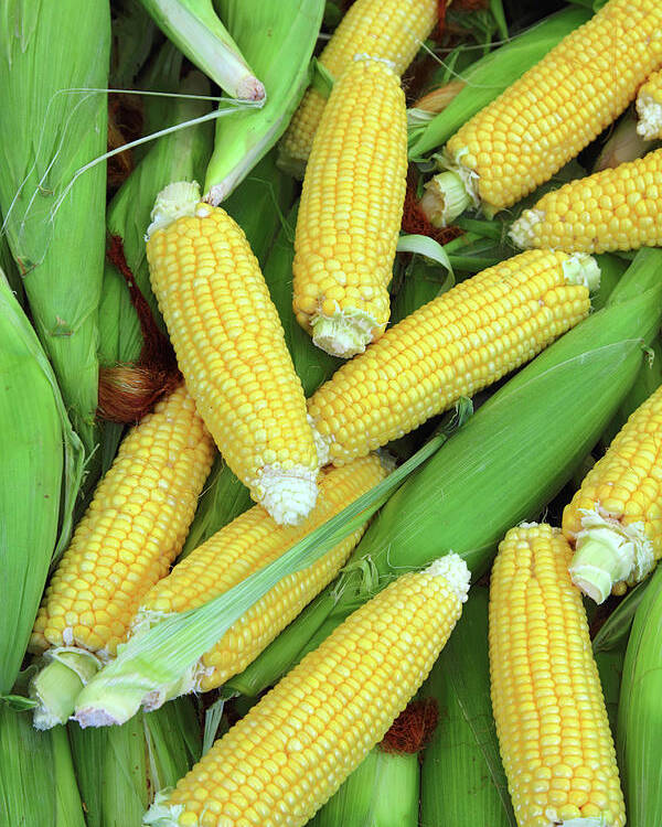 Corn Poster featuring the photograph Ripe Corn - Food Background by Mikhail Kokhanchikov