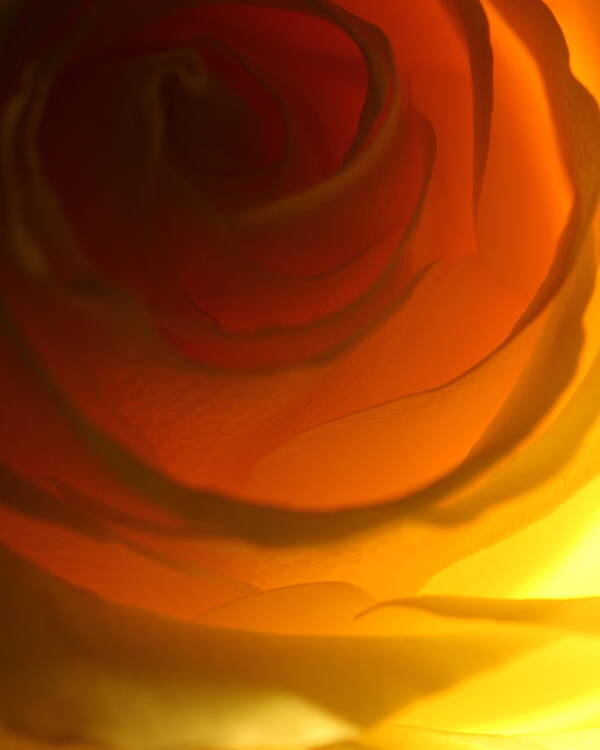 Macro Poster featuring the photograph Rose 2321 by Julie Powell