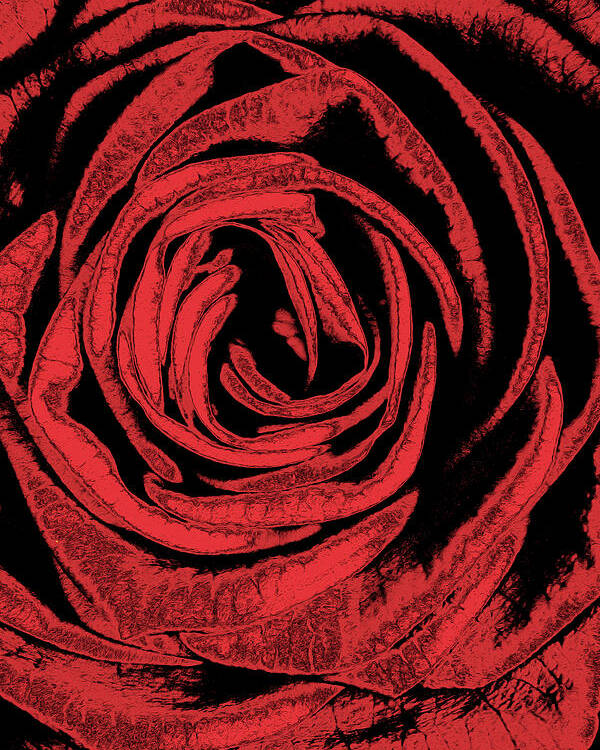 Rose Poster featuring the digital art Rose by MPhotographer
