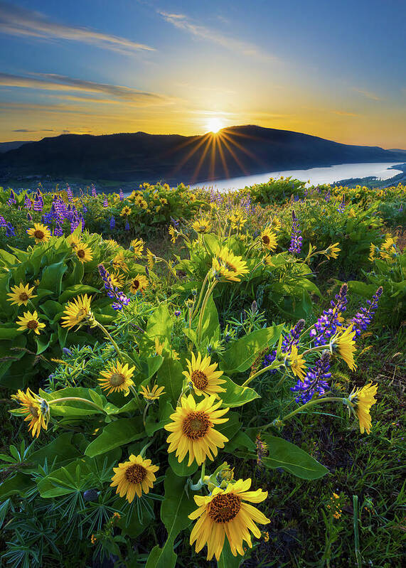 Oregon Poster featuring the photograph Rowena Sunrise by Patrick Campbell