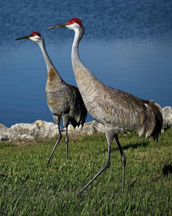 Nature Poster featuring the photograph Sandhill Crane breeding pair by Ronald Lutz