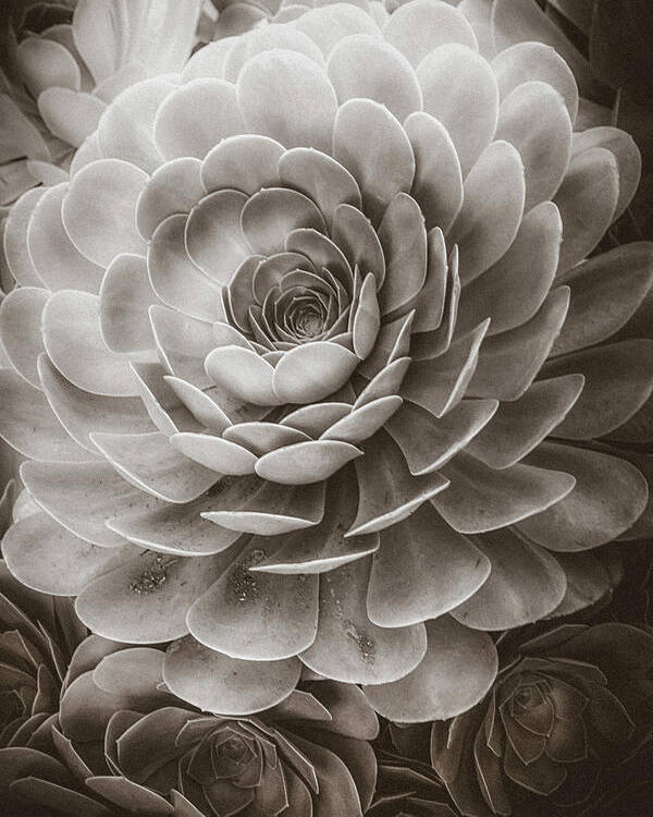 Soft Poster featuring the photograph Santa Barbara Succulent#20 by Jennifer Wright