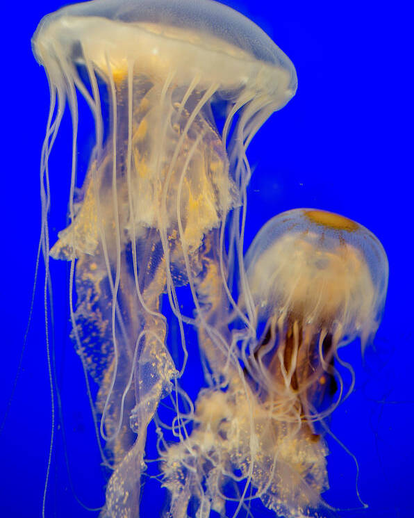 Sea Nettle Poster featuring the photograph Sea Nettles by WAZgriffin Digital