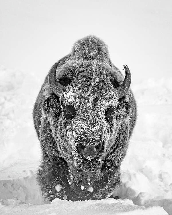 Bison Poster featuring the photograph Snowy Bison by D Robert Franz