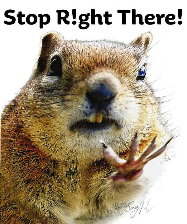 Talk To The Hand Poster featuring the photograph Stop Right There - Chipmunk Body Language with Typography by O Lena