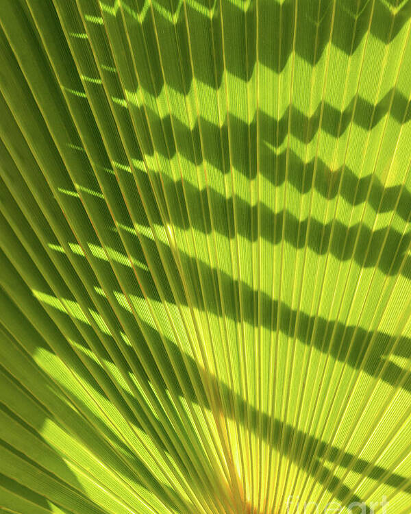 Palm Leaf Poster featuring the photograph Structure of green palm leaf with shadows 2 by Adriana Mueller