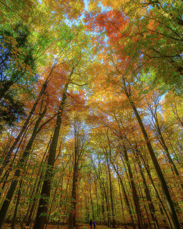 Glen Arbor Poster featuring the photograph Sunbeam Illuminating An Autumn Canopy by Owen Weber