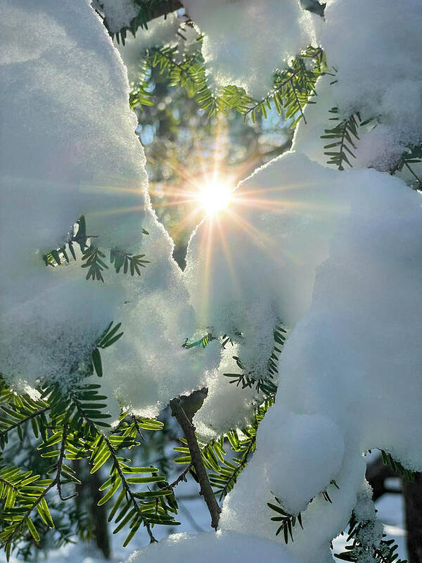 Sunburst Poster featuring the photograph Sunburst through the snow on cold winter day by Dan Friend
