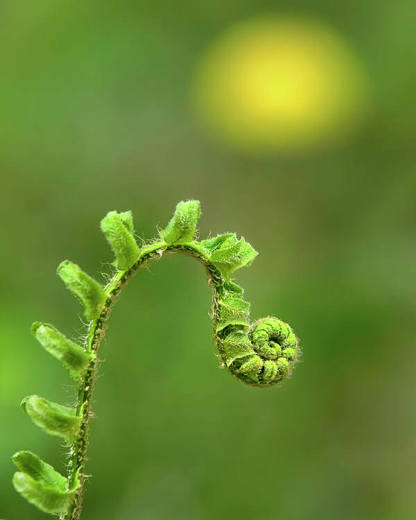 Fern Poster featuring the photograph Sunrise Spiral Fern by Christina Rollo