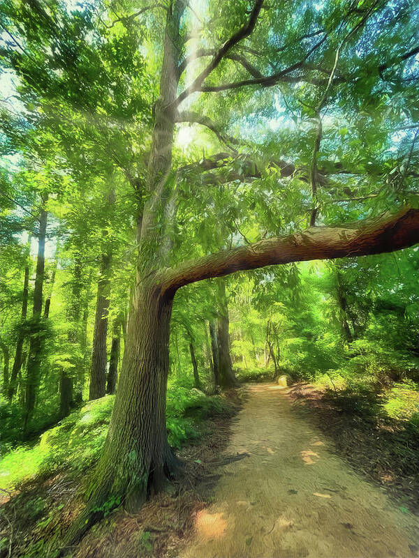 Narrow Path Poster featuring the photograph Take the Narrow Path by Michael Frank