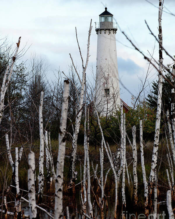 Tawas Poster featuring the photograph Tawas Point Lighthouse and Birch Trees by Rich S