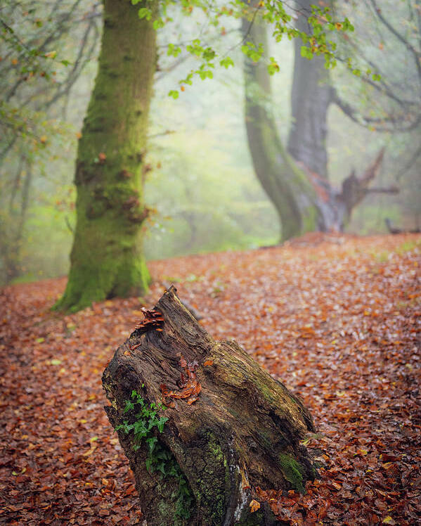 Autumn Poster featuring the photograph This Autumn goes all the way to 11 by Gavin Lewis