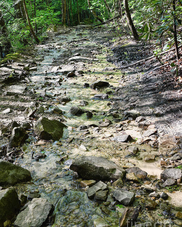 Trail Poster featuring the photograph Trail Is A Creek by Phil Perkins