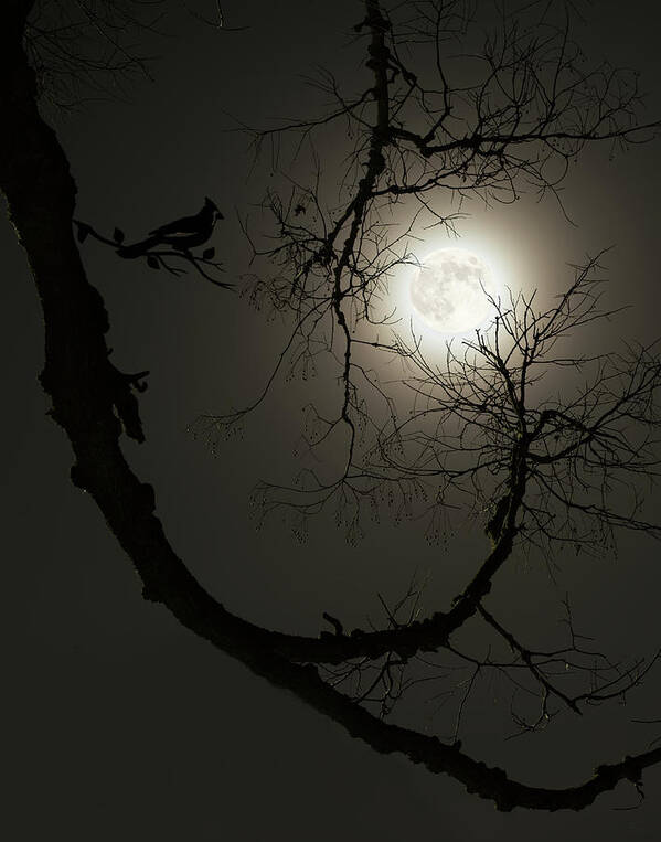 Wolf Moon Poster featuring the photograph Tree Captures Wolf as Cardinal Looks On - Wolf Moon with hackberry tree - Vertical crop by Peter Herman