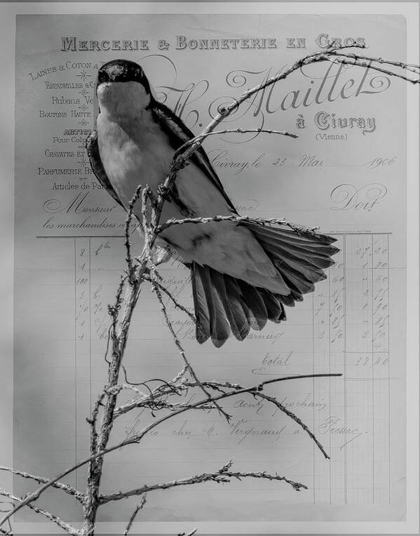 Bird Poster featuring the photograph Tree Swallow by Cathy Kovarik