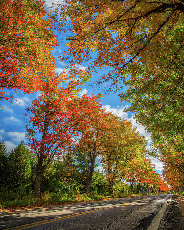 Michigan Poster featuring the photograph Tree Tunnel on M22 by Owen Weber
