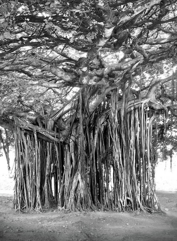 Fine Art Poster featuring the photograph Tree with Many Trunks by Mike McGlothlen