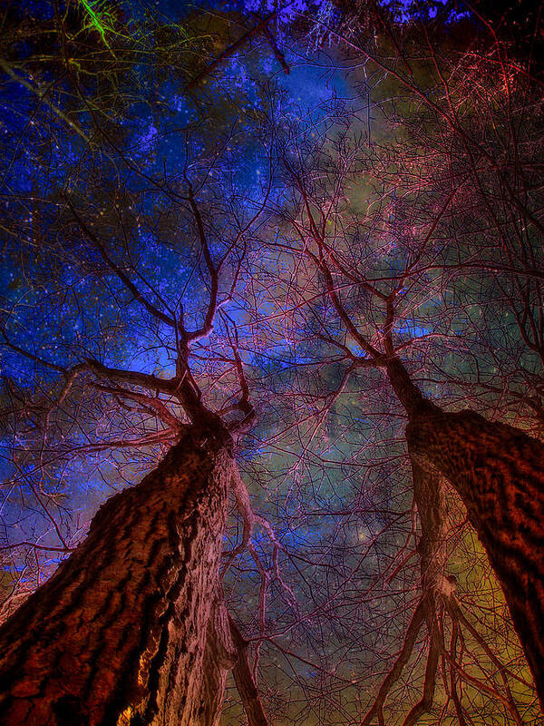 Trees Poster featuring the digital art Trees Pointing Toward Heaven by Russ Considine