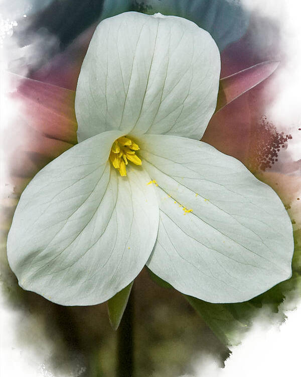 Spring Poster featuring the mixed media Trillium by Moira Law