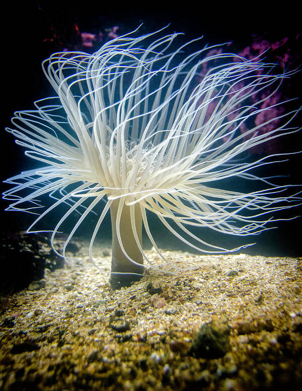 Tube Anemone Poster featuring the photograph Tube Anemone by WAZgriffin Digital